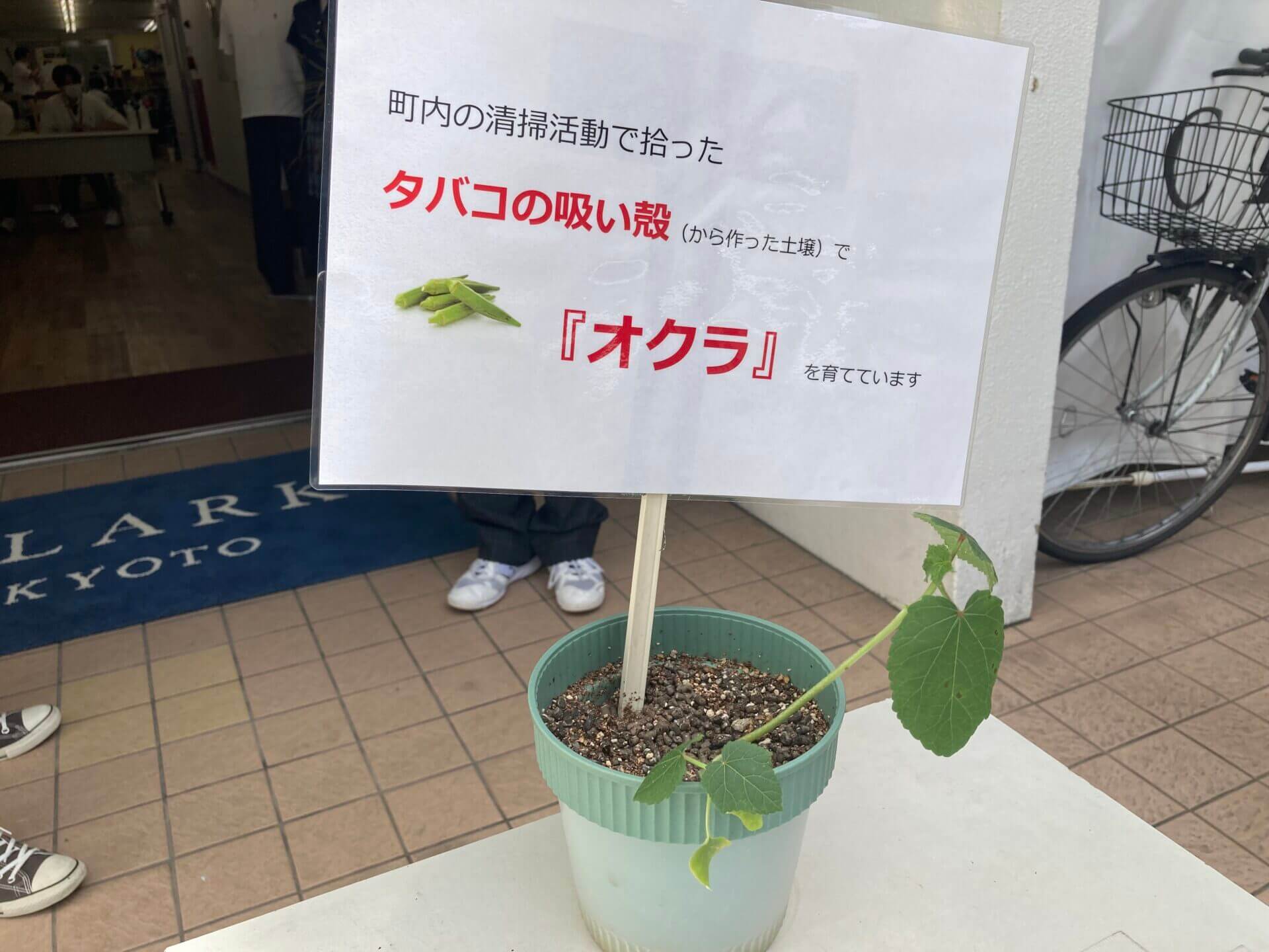 京都キャンパス】たばこの葉を肥料にしてオクラを育てています