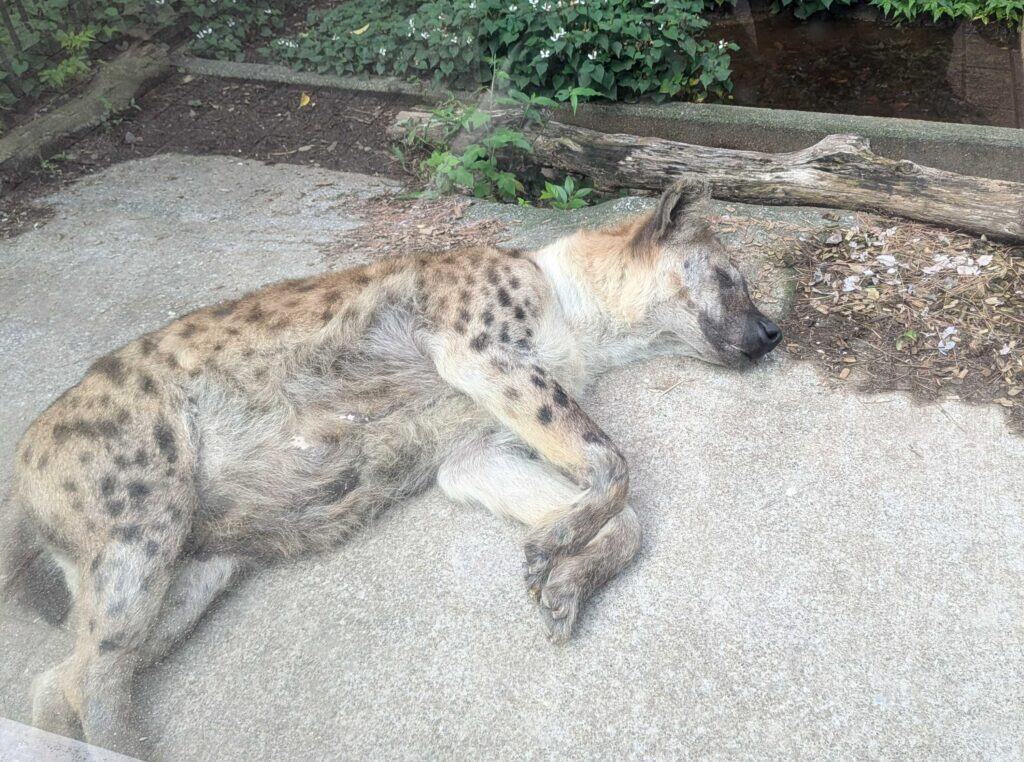 スマートさいたまキャンパスでは、大宮小動物公園のハイエナを観察しに行きます!